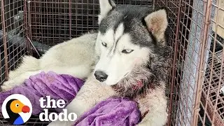 Husky Found Collapsed On Lawn Becomes The Happiest Boy | The Dodo