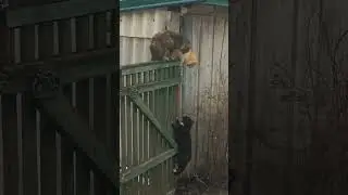 Доминирование Котов