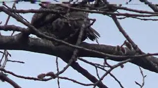 ВИДЕО ОХОТА НА РЯБЧИКА / МАНИМ РЯБЧИКА / РЯБЧИК ВЕСНОЙ