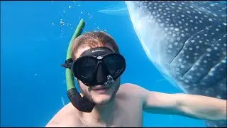 Biggest shark I have ever swam with: Oslob, Philippines