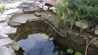 Koi Pond Cleaning! Чистка пруда с карпами кои! 8 августа 2022