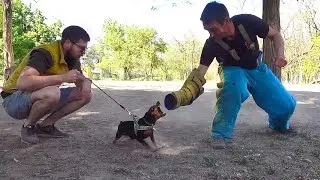 Size doesn't matter! The miniature pinscher attacks. Odessa. Ukraine.