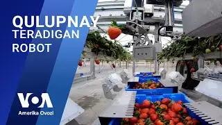 AQShda robot qulupnay termoqda