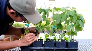 Phenotyping Soybean Southern Stem Canker Disease, by M. Habib Widyawan
