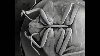 Electron Microscope - Neural Art