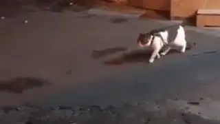 Кот находится под домашним арестом.