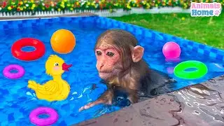 BiBi helps dad feed ducklings and take the ducklings to swim