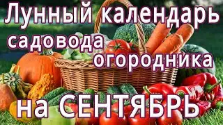 🥒ЛУННЫЙ КАЛЕНДАРЬ САДОВОДА И ОГОРОДНИКА 🍅НА СЕНТЯБРЬ МЕСЯЦ🌕