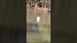 GOOSE 🪿 🦆