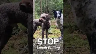 STOP leash pulling with the Leash LOOP #shorts