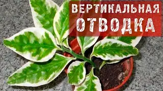 ВЕРТИКАЛЬНАЯ ОТВОДКА! КАК СДЕЛАТЬ ВЕРТИКАЛЬНУЮ ОТВОДКУ НА ПЕДИЛАНТУСЕ?