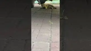 Утро у мышонка не задалось... 