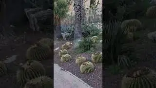 Барселона.Огромные кактусы..
