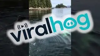 Humpback Whale Feeding Using Bubble Traps Close to Dock || ViralHog