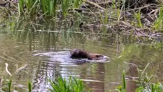 Spains Hall Finchingfield Beavers 11th July 2024 PT 1