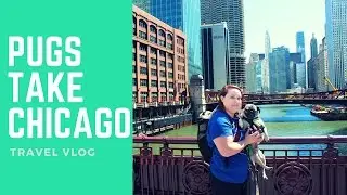 Pugs Take Chicago - Travel Vlog