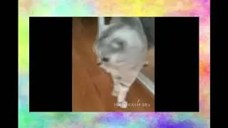 Кот испугался видео прикол  СМЕШНО ДО СЛЕЗ! Видео приколы про кошек 2016 1