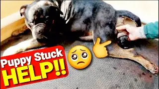 HELP!! My Puppy is Stuck!! - How to Free a Puppy Stuck in the Birth Canal - Magi's Litter