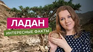 Эфирное масло ладана | Интересные факты и свойства