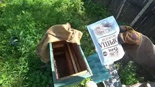 Простой способ избавиться от муравьев в ульях.
