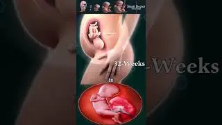 In which week does the fetus start hearing? 🔊💞