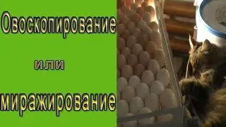 Овоскопирование.  Что такое миражирование яиц?
