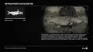 Легендарный канальный сом. Рыбалка в RDR 2