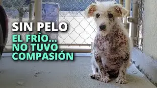 Este perrito callejero perdió su pelo y el frío no tuvo compasión