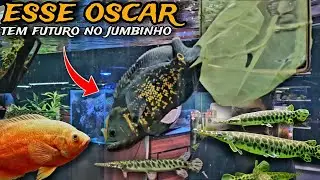 SOLTAMOS UM OSCAR NO JUMBO QUE NINGUÉM DEU VALOR, MAS VAI FICAR LINDO!