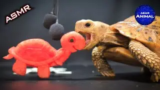 ASMR Tortoise Eating Turtle 🐢 90