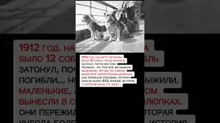 СОБАКИ, ВЫЖИВШИЕ НА 