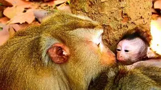 Poor Julina! Tereza pluck baby's head why, She loves Julina with little cruel on baby, Cool more 221