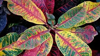 CROTON PROPAGATION FROM CUTTINGS | CARE OF THE PLANT