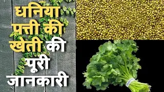 धनिया पत्ती की खेती की पूरी जानकारी || Dhaniya ki kheti || Coriander farming