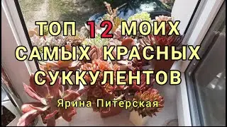 Топ 12 моих самых красных суккулентов