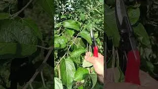 🌳КАК ОБРЕЗАТЬ ТАКУЮ ЯБЛОНЮ😂 #сад #обрезка #яблоня