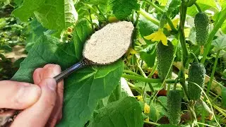 Одна ложка под ОГУРЦЫ и ОГУРЦОВ завались будет! ОГУРЦЫ мешками собираю