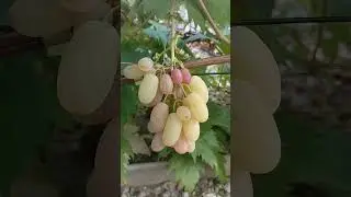 Виноград Басанти