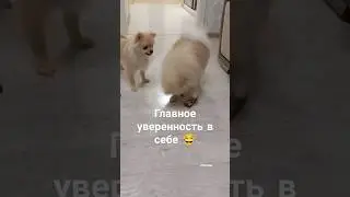 Не важно, что думают другие о Вас, главное что о себе думаете Вы 😍 ❤️❤️❤️ #собака #шпиц #животные