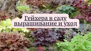 Гейхера в саду - выращивание и уход.🍁