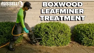 Treating Boxwood for Leafminer!