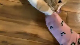 Tally attack little fish