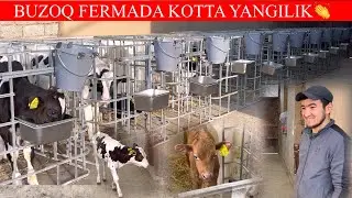 %.1.KOTTA BUZOQ FERMADA XAMMASIDAN BOR😲🏃📞998259999