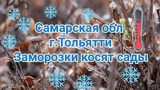 Возвратные  заморозки 14 мая в Тольятти #весна  #заморозки #возвратныеморозы