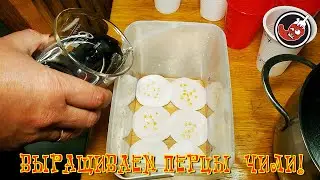 Всё пропало! Как засушить семена, но поставить их на проращивание.