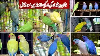 Multan Sunday Birds Rasheedabad latest Update 5 August 2024
