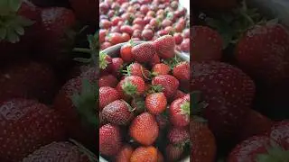 Лето ☀️ Заготовки 🍓 #дача #деревня #деревенскаяжизнь #лето2024 #мойдом #моядеревня #клубника