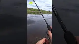 Пшено с красным перцем.  Ловля леща весной.  #рыбалка #живуназемле #весной #fishing