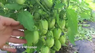 СДЕЛАЙТЕ ЭТО И ТОМАТЫ БУДУТ УВЕШАНЫ ПЛОДАМИ СВЕРХУ ДОНИЗУ!