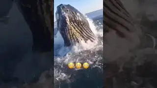 The Ocean is a terrifying place 😭